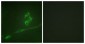 RPS6KB1 / P70S6K / S6K Antibody (aa337-386)